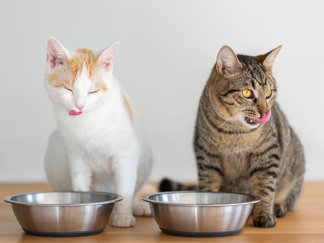 In order to get your cat drinking more, try out different bowls. Alternatively, have them all out at the same time and see which one they enjoys drinking out of most.