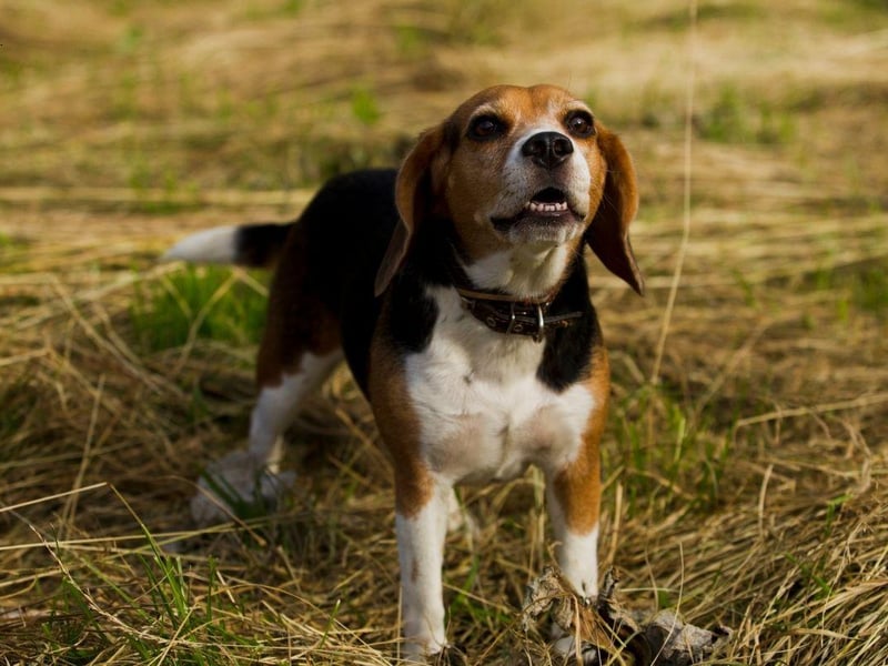Another dog bred to bark is the Beagle - whose ability to communicate an interesting scent proved invaluable at a fox hunt. Beagles have two distinct types of bark - one to alert you to everyday incidents and a long, loud yowl reserved for more special occasions.