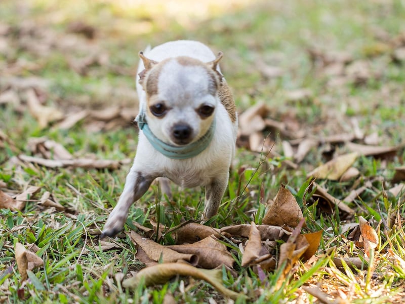 It may come as a surprise to see the tiny Chihuahua on this list, but small dogs also have small bladders, meaning they need to be taken out several times a day to do their business. Some Chihuahuas can also be very difficult to train, so potential owners need to ask themselves if it's worth taking the risk.