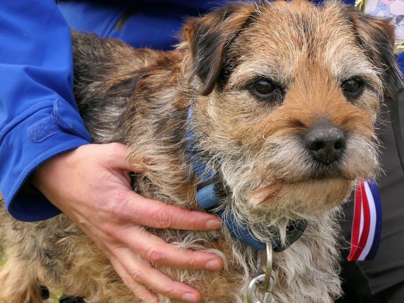 Completing our top ten most popular names for Border Terrier dogs is Rosie. It's a shortened version of a number of names, including Rosealie, Rosemary, Rosalyn and Rosanna, all coming the from the rose flower
