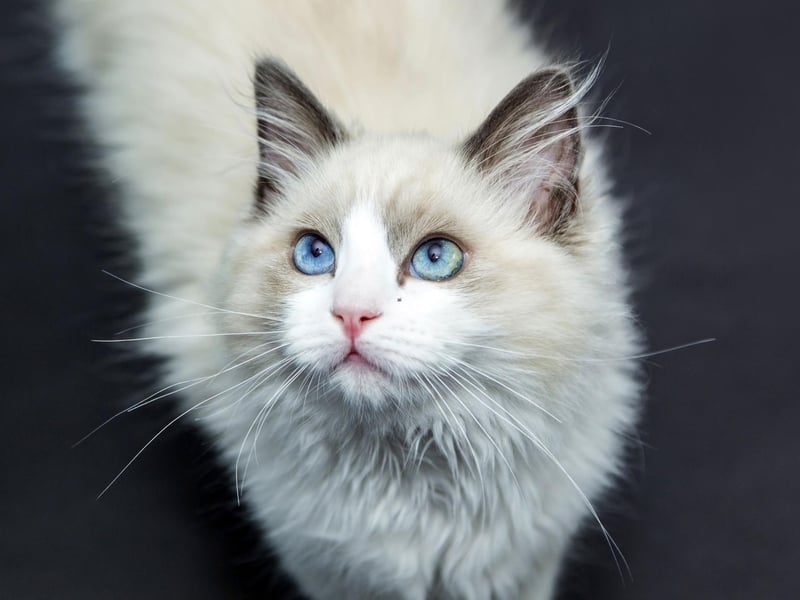 This placid cat breed will get along fine with other cats in most instances, and enjoys sitting on their owners lap.
