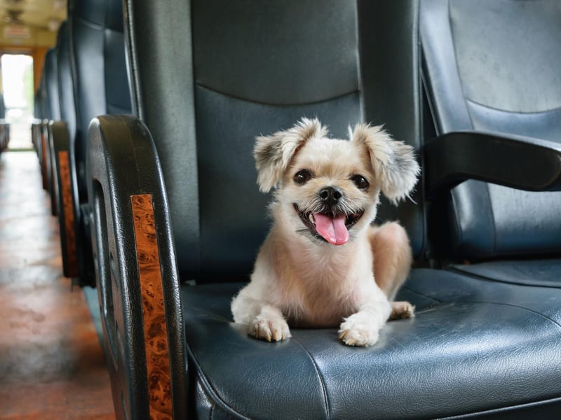 Ali urges you to check your dog doesn't need a vet visit before you go, advising: "It’s a good idea to make sure flea and worming treatments are all up to date before you set off."