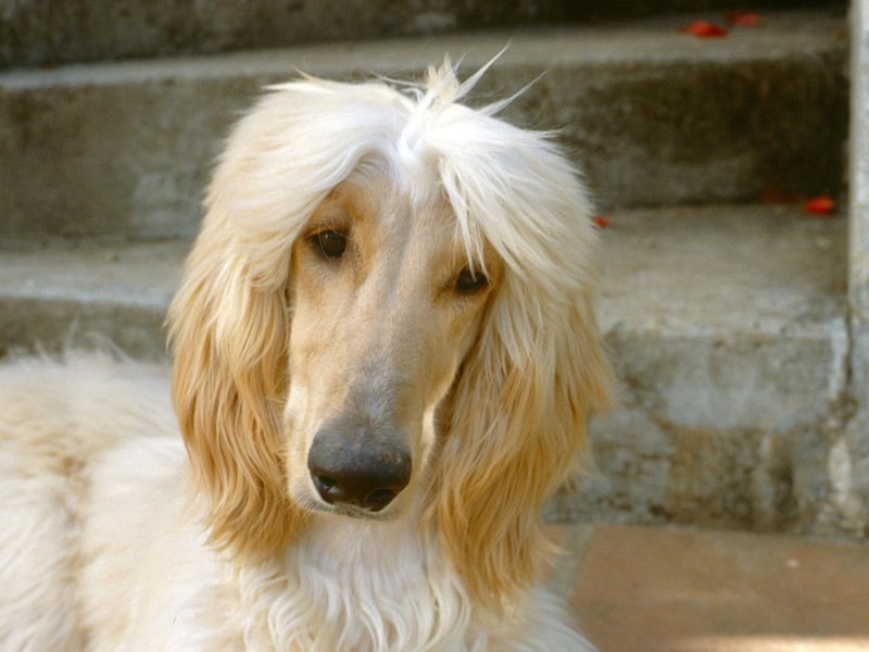 If an Afghan Hound is put in a stressful situation its natural reaction will be to refuse to move, sometimes even falling asleep to deal with something it finds unpleasant.