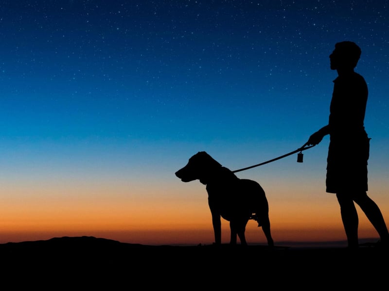 "Making sure their tag and microchip information is up to date is a great idea."