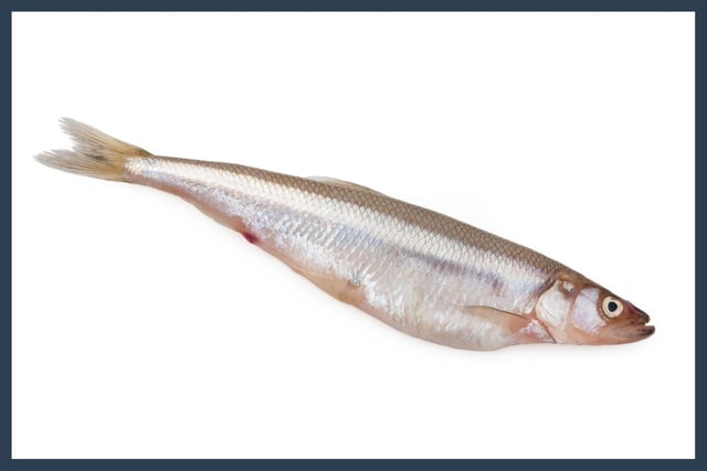 Vendace is the rarest freshwater fish in Britain, found only in Derwentwater in England’s Lake District. Scotland once had two natural populations but both are now extinct. Thanks to a translocation project they are now present in three locations in Scotland, including Loch Skeen at the NTS's Grey Mare’s Tail site near Moffat. It has been earmarked for special conservation efforts to safeguard its future