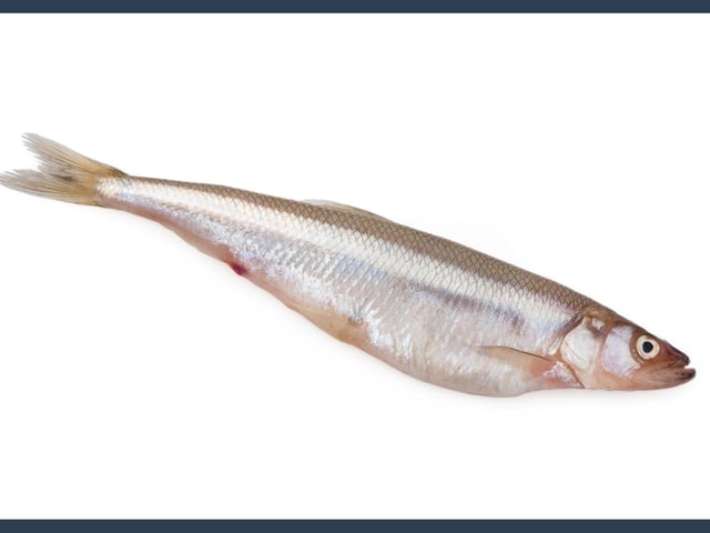 Vendace is the rarest freshwater fish in Britain, found only in Derwentwater in England’s Lake District. Scotland once had two natural populations but both are now extinct. Thanks to a translocation project they are now present in three locations in Scotland, including Loch Skeen at the NTS's Grey Mare’s Tail site near Moffat. It has been earmarked for special conservation efforts to safeguard its future