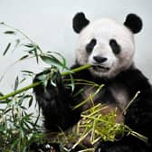 Pandas like Yang Guang, seen at Edinburgh Zoo, tend to come with economic benefits but some world leaders do not see them as good omens (Picture: Phil Wilkinson)