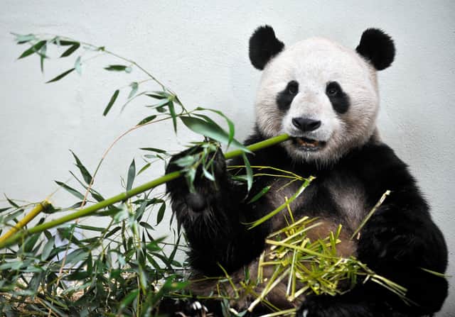 Pandas like Yang Guang, seen at Edinburgh Zoo, tend to come with economic benefits but some world leaders do not see them as good omens (Picture: Phil Wilkinson)