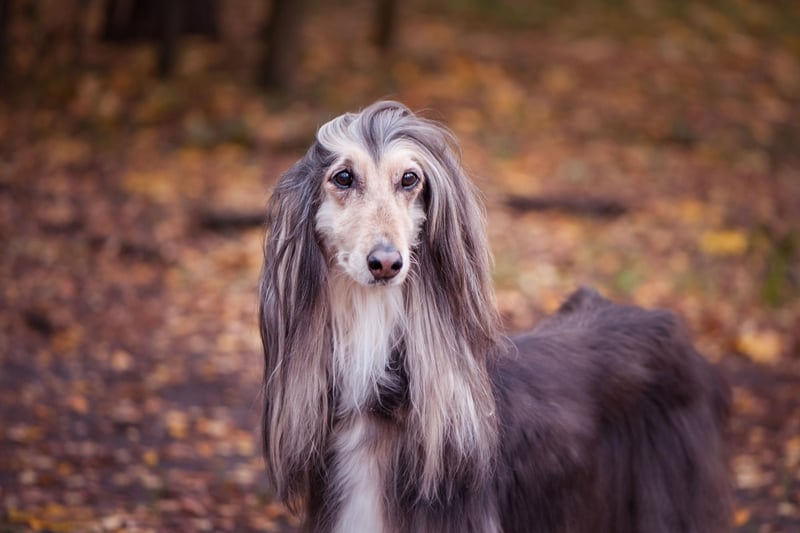 The Afghan Hound is notoriously aloof - making it arguably the most difficult breed of dog to train.