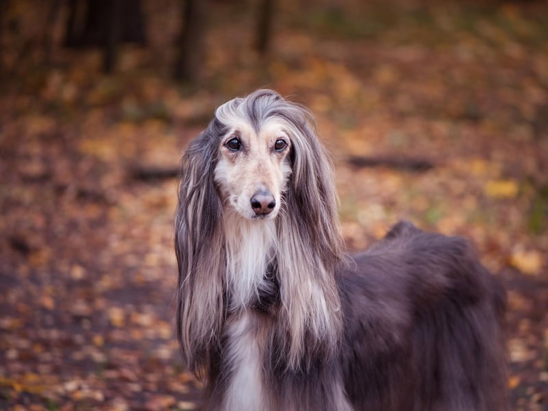 The Afghan Hound is notoriously aloof - making it arguably the most difficult breed of dog to train.