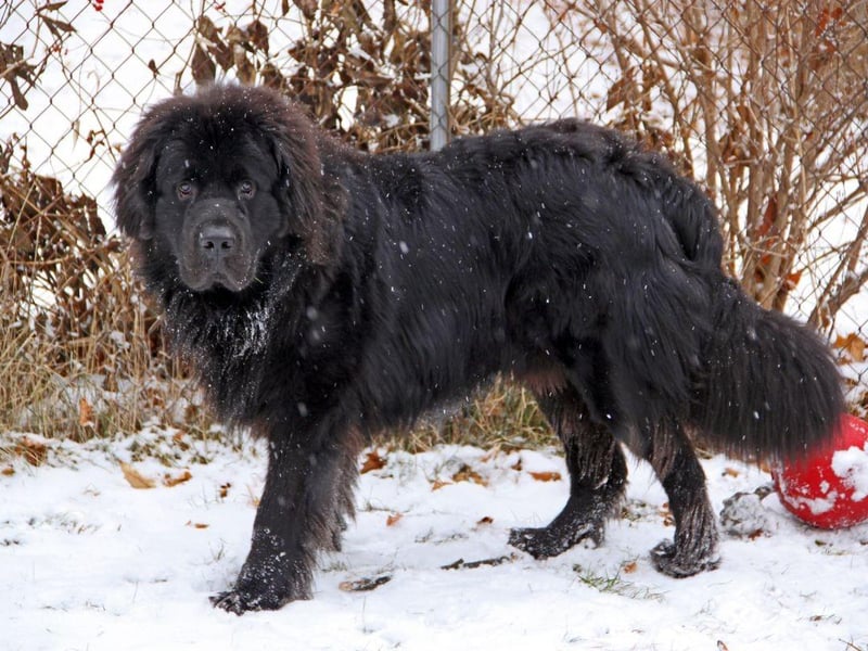 Like the Labrador, the web-footed Newfoundland was used by fishermen to help them bring in the daily catch. Their thick coats mean they can stay in icy water for longer than almost any other dog - and these days they are frequestly used as search and resuce dogs. A reall all-rounder.