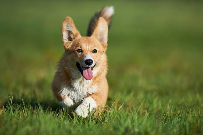 Famously Queen Elizabeth II's favourite dog, the Pembroke Welsh Corgi is perfect for active seniors as they need several short walks a day. Otherwise they are simple to groom, are desperate to please and are very protective of their owners.