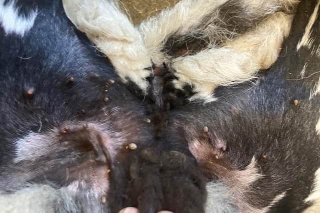 Mr Walker said clusters of ticks are found in the groin area of his livestock (pic: Brian Walker)