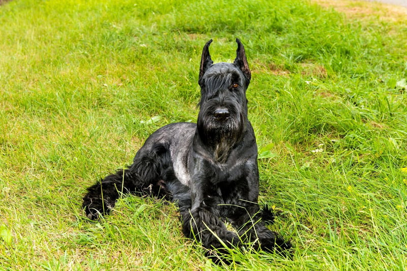 The Giant Schnauzer was the dog of choice for the Soviet Union army in the 1940s and arguably remain the best patrol dog - with their extreme territorialism meaning no stranger will go unnoticed without the alarm being raised.