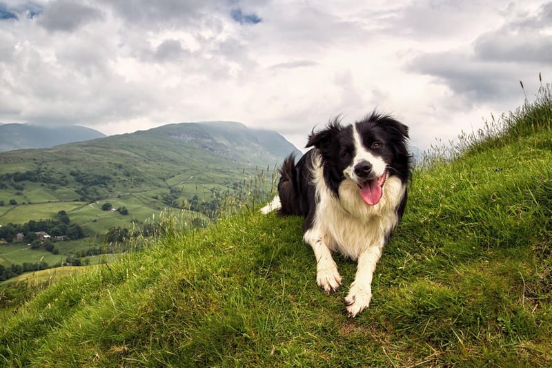 There's a reason that Border Collies are a favourite for the tricky business of herding sheep - they are incredibly intelligent and learn amazingly fast.