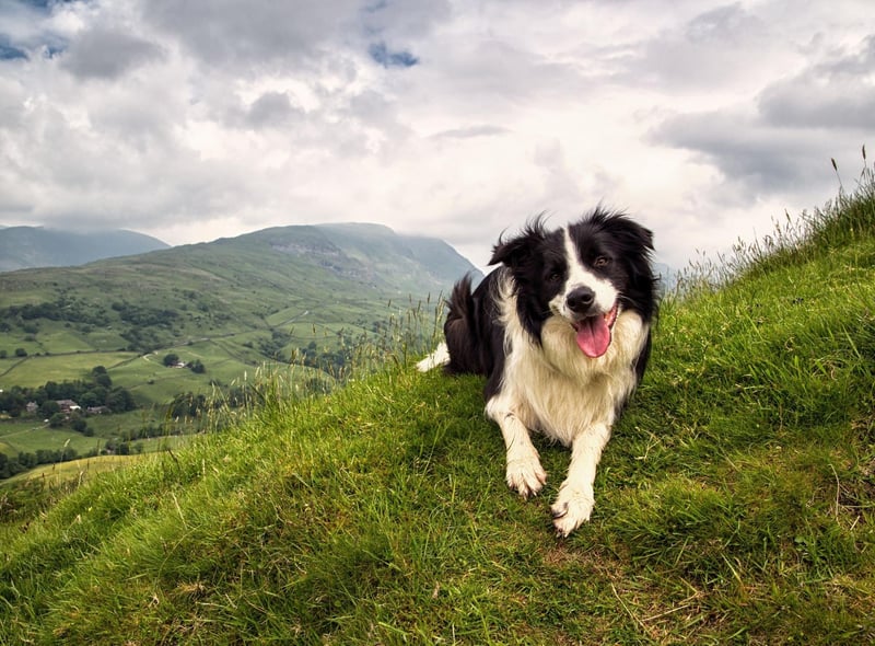 There's a reason that Border Collies are a favourite for the tricky business of herding sheep - they are incredibly intelligent and learn amazingly fast.