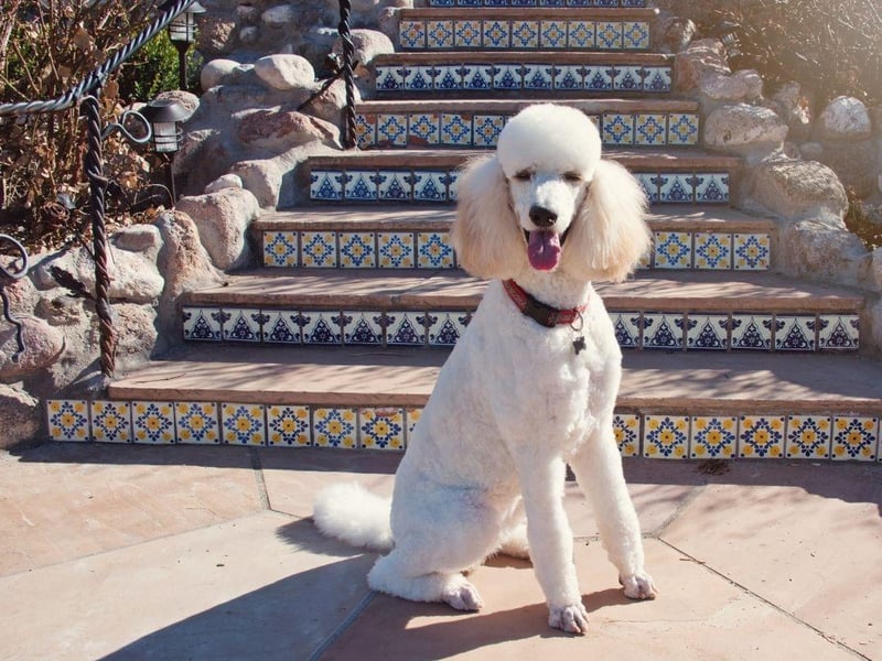 They may look high-maintenance, but Poodles are very eager to please and keen to learn.