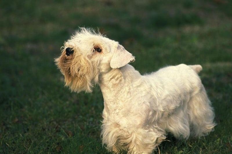 A rare Welsh breed developed in the 19th century by Captain John Edwardes at Sealyham House, in Pembrokeshire, the Sealyham Terrier is now facing extinction - a far cry from its glory days after the First World War when it was associated with Hollywood stars and the British Royal Family.