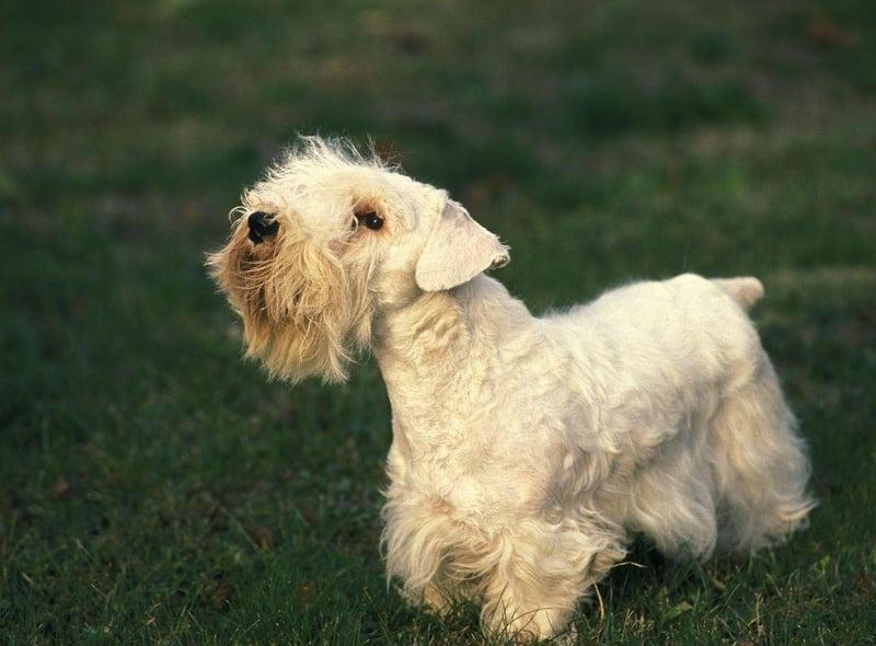 A rare Welsh breed developed in the 19th century by Captain John Edwardes at Sealyham House, in Pembrokeshire, the Sealyham Terrier is now facing extinction - a far cry from its glory days after the First World War when it was associated with Hollywood stars and the British Royal Family.