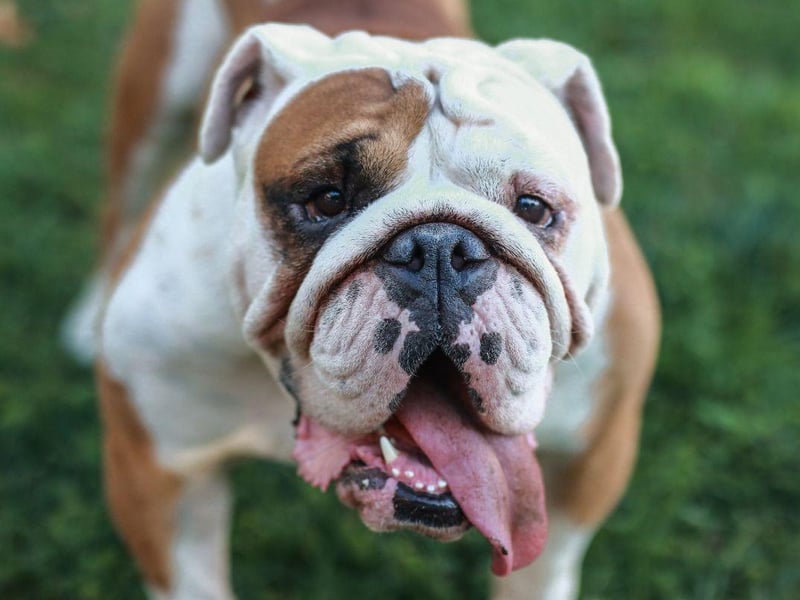 With a sweet and gentle disposition, the Bulldog is also incredibly lazy. Whether you live in a one bedroom flat, or an eight bedroom mansion, this is a dog that's only really interested in how comfy your sofa is.