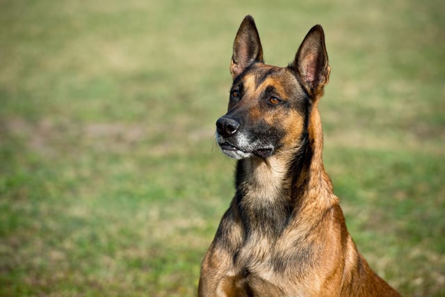 Often mistaken for a German Shepherd, the Belgian Malinois is slightly smaller and faster than their close cousin. They are the second most popular breed of police dog, sure to catch the quickest criminal and particularly adept at sniffing out explosives.
