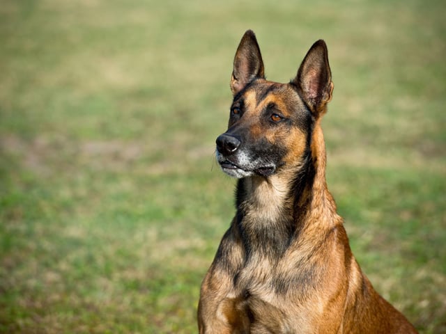 Often mistaken for a German Shepherd, the Belgian Malinois is slightly smaller and faster than their close cousin. They are the second most popular breed of police dog, sure to catch the quickest criminal and particularly adept at sniffing out explosives.