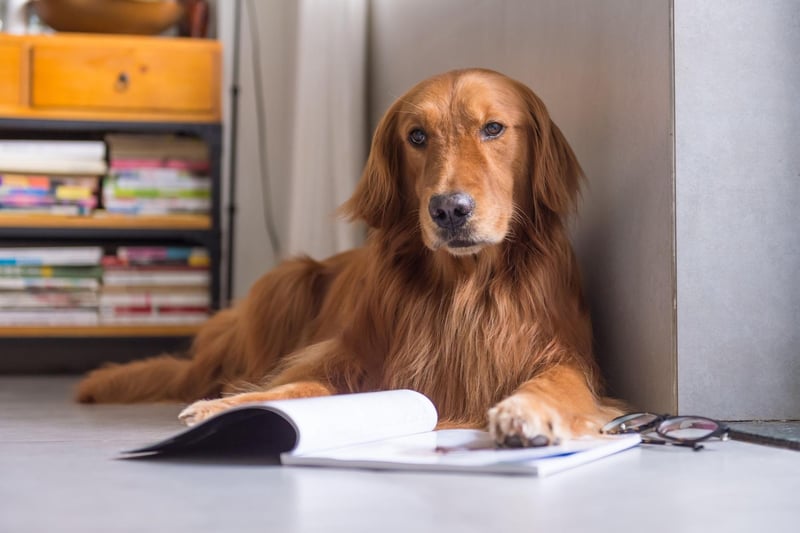 One of the world's friendliest dogs is also one of the most intelligent. Golden Retrievers are perfect as seeing dogs and search-and-rescue dogs due to their obedience, big brains and dedication to tasks.