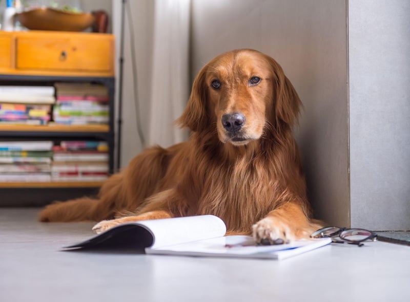 Dog Intelligence: These are SCIENTIFICALLY the 10 most and least clever  breeds of adorable dog - from dumb Afghan to smart Border Collie 🐶 | The  Scotsman