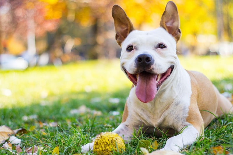 The bronze medal for most popular British dog names goes to Milo. It comes from Slavic languages and means 'dear' or 'beloved'.