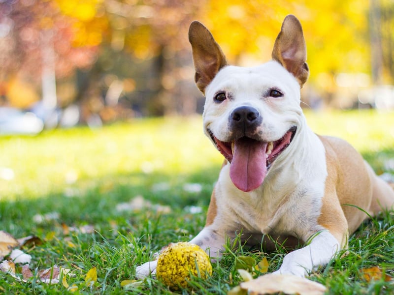 The bronze medal for most popular British dog names goes to Milo. It comes from Slavic languages and means 'dear' or 'beloved'.