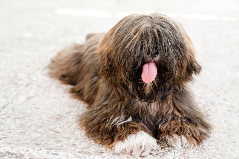 In their native Tibet the Lhaso Apso is said to be able to hear the distant warning signs of natural disasters such as earthquakes and avalanches. In recent years their keen ears have been used to find survivors of such tragedies.