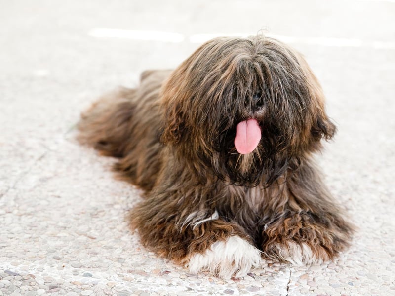 In their native Tibet the Lhaso Apso is said to be able to hear the distant warning signs of natural disasters such as earthquakes and avalanches. In recent years their keen ears have been used to find survivors of such tragedies.