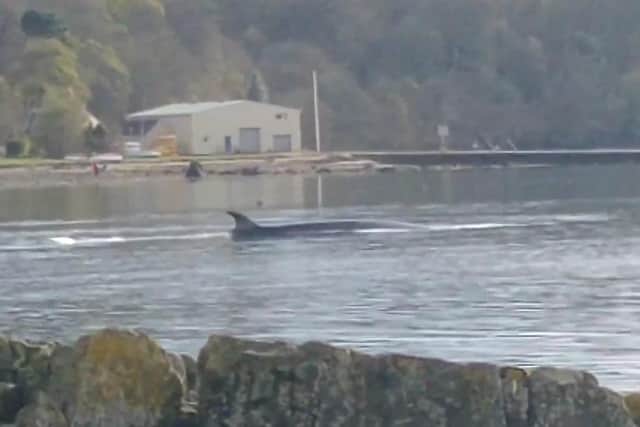 The Sei Whale was caught on video by Sidonie and Agathe Mather on Sunday evening.