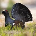 There are just over 500 capercaillies left in the wild and the species is in danger of extinction in the UK