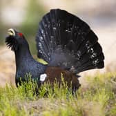 There are just over 500 capercaillies left in the wild and the species is in danger of extinction in the UK