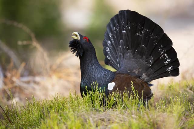 There are just over 500 capercaillies left in the wild and the species is in danger of extinction in the UK