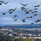 Montrose Basin, an enclosed estuary of the river South Esk covering 750 hectares, is home to over 80,000 migratory birds, including pink-footed geese