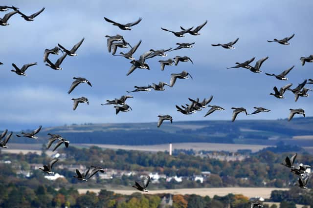 Montrose Basin, an enclosed estuary of the river South Esk covering 750 hectares, is home to over 80,000 migratory birds, including pink-footed geese