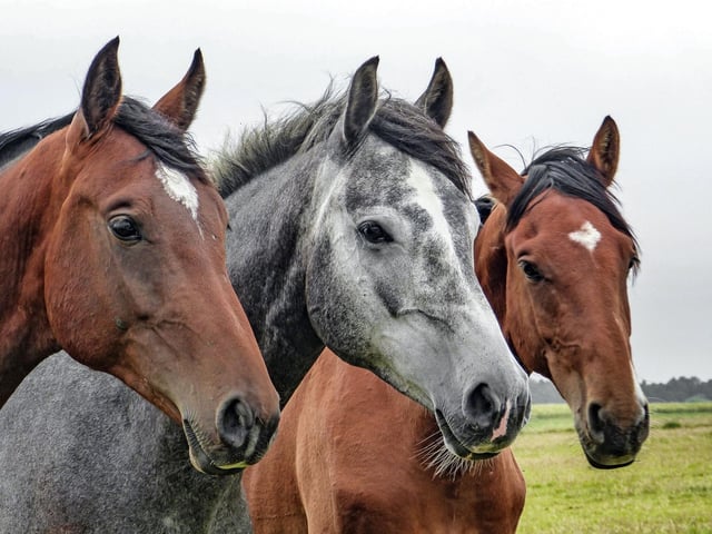 Cantering into the top 20 most popular pets are horses and ponies. They may not be the cheapest of pets to buy or look after, but 1.1 per cent of UK households are saddling up in 2022.