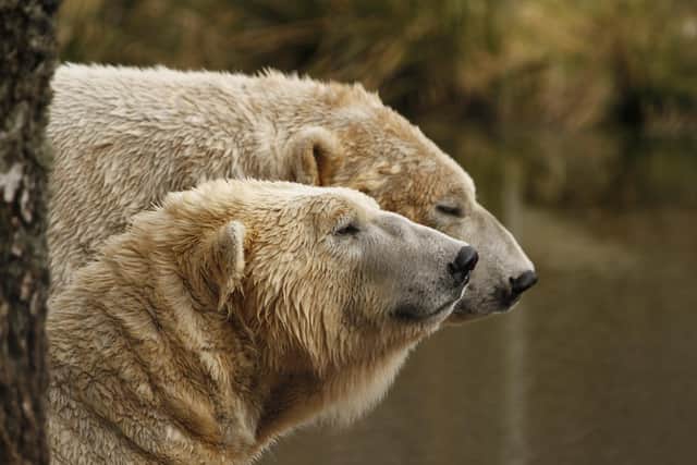 Polar bears Arktos and Walker (Photo: Polar_bears_Arktos_Walker).
