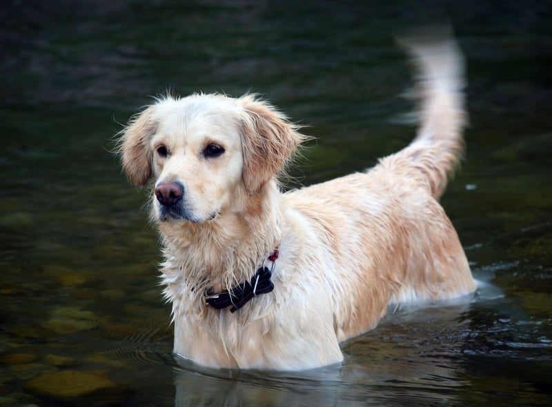Buddy is the most popular puppy name for new Golden Retriever owners. It's the perfect fit for this most amiable of breeds - simply meaning 'friend'.