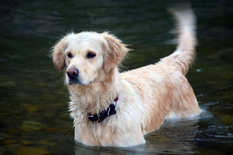 Buddy is the most popular puppy name for new Golden Retriever owners. It's the perfect fit for this most amiable of breeds - simply meaning 'friend'.