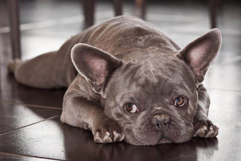 What is the case with the Bulldog is usually also the case for their smaller cousin the French Bulldog - and that's true of their swimming prowess. As well as their flat faces, their barrel-shaped bodies and relatively short legs mean they'll not be leaping into the sea soon.