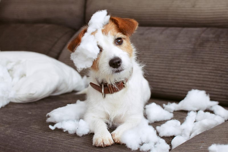 A well-entertained Jack Russell Terrier who receives plenty of exercise and entertainment will be the perfect companion. Leave one alone for too long though and it will get bored - with every chance that it will go into full-on destruction mode.