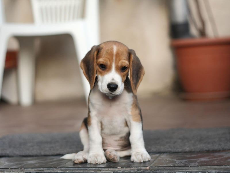 The Beagle was originally bred to hunt hare (leading to the pursuit becoming known as beagling) but now make great family pets - a total of 2,491 of the fun-loving if occasionally stubborn breed were added to the Kennel Club books last year.