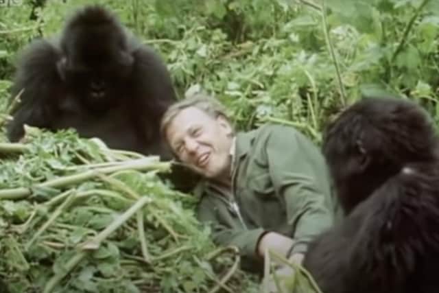 David Attenborough was famously filmed among a group of wild mountain gorillas (Picture: screenshot from BBC)