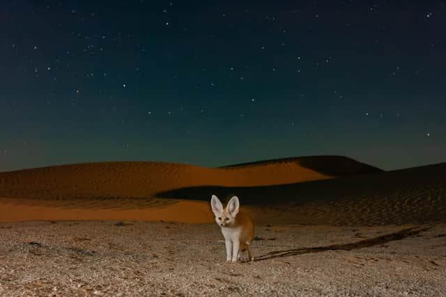 The tiny fennec fox uses its ginormous ears to detect dinner hiding underground. Picture: Bruno D'Amicis/BBC