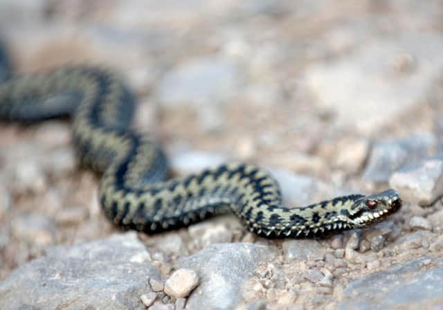 Adders are coming out of hibernation. Picture: Ian Rutherford