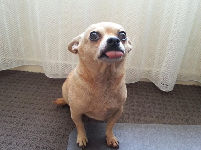 Now, moving to the dog breeds most likely to exhibit signs of aggression. A classic example of small dog syndrome, the Chihuahua has a tiny body but a big attitude. Regular unpredictable bouts of aggression are not uncommon, meaning they are not a good choice for families with small children.