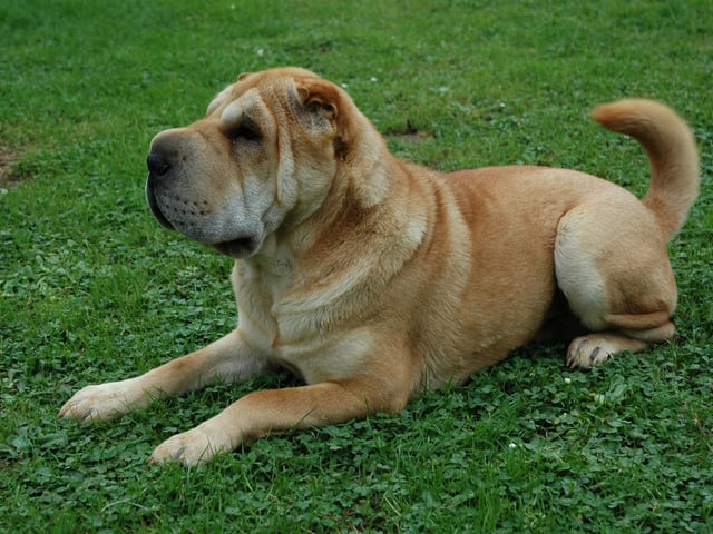 With a top speed of around 13mph, the Shar-pei is unlikely to ever go fast enough to smooth out those adorable wrinkles.